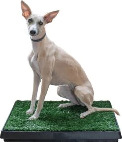 Adori Trainingsmat Gras - Hondentoilet - 50x63 Cm Multi-Color 8 Adori Trainingsmat Gras - Hondentoilet - 50x63 Cm Multi-Color -Exporteren Alles Voor Honden Winkel 1034x1200 2