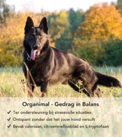 Gedrag In Balans - Hond (tot 30kg) - O.a. Bij Stress En Angst - 45 Tabletten A 400mg -Exporteren Alles Voor Honden Winkel 1071x1200 2