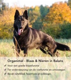 Blaas En Nieren In Balans - Hond (tot 30kg) - O.a. Bij Blaasontsteking En Blaasgruis - 45 Tabletten A 700mg -Exporteren Alles Voor Honden Winkel 1071x1200 3