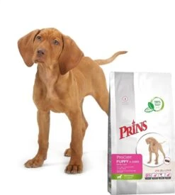 Prins Procare Daily Care Graanvrij - Hondenvoer - 7,5 Kg 18 Prins Procare Daily Care Graanvrij - Hondenvoer - 7,5 Kg -Exporteren Alles Voor Honden Winkel 1078x1200