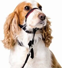 Halti OptiFit Headcollar - Hond - Anti Trekhalsband - Maat M - Voor Labrador, Boxer, Dobermann, Golden Retriever 17 Halti OptiFit Headcollar - Hond - Anti Trekhalsband - Maat M - Voor Labrador, Boxer, Dobermann, Golden Retriever -Exporteren Alles Voor Honden Winkel 1092x1200 3