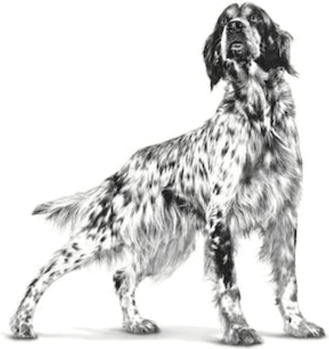 Royal Canin Veterinary Diet Dog Anallergenic - Hondenvoer - 8 Kg 4 Royal Canin Veterinary Diet Dog Anallergenic - Hondenvoer - 8 Kg - Afbeelding 2