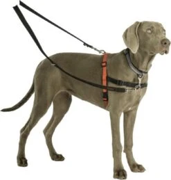 Company Of Animals Halti Trainingslijn - Large - 2 Meter - Verstelbaar - Zwart -Exporteren Alles Voor Honden Winkel 1145x1200 3