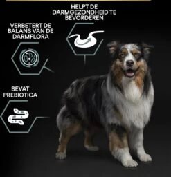 Pro Plan Graanvrij Medium & Large Adult Sensitive Digestion - Honden Droogvoer- Kalkoen - 12 Kg 25 Pro Plan Graanvrij Medium & Large Adult Sensitive Digestion - Honden Droogvoer- Kalkoen - 12 Kg -Exporteren Alles Voor Honden Winkel 1160x1200 1