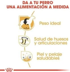 Royal Canin Labrador Retriever Adult 12 KG -Exporteren Alles Voor Honden Winkel 1168x1200