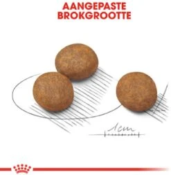 Royal Canin Maxi Junior - Hondenvoer - 10 Kg 12 Royal Canin Maxi Junior - Hondenvoer - 10 Kg -Exporteren Alles Voor Honden Winkel 1170x1200