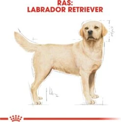 Royal Canin Labrador Retriever Adult 12 KG -Exporteren Alles Voor Honden Winkel 1185x1200