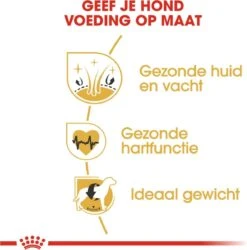 Royal Canin Golden Retriever 12 KG -Exporteren Alles Voor Honden Winkel 1185x1200 3