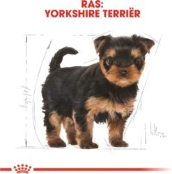 Royal Canin Yorkshire Terrier Junior 1.5 KG -Exporteren Alles Voor Honden Winkel 1186x1200 1