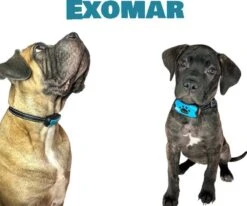 Exomar® Anti Blafband Voor Honden Blafband Anti Blaf Apparaat Blafband Zonder Schok - Diervriendelijk -Exporteren Alles Voor Honden Winkel 1200x1003