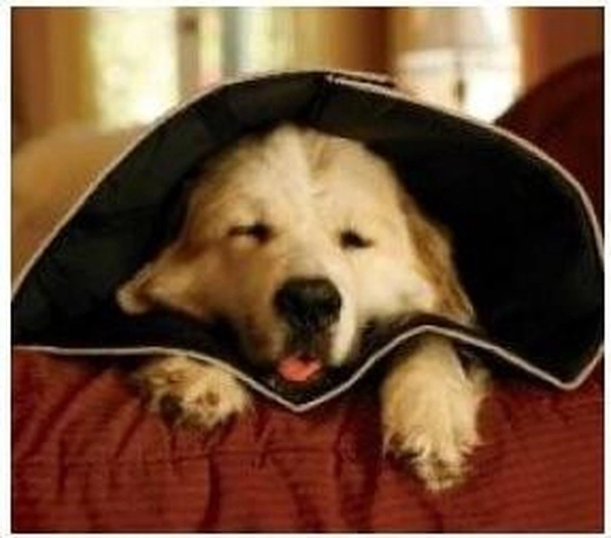 Comfy Cone Hondenkraag Medium - Zwart 4 Comfy Cone Hondenkraag Medium - Zwart - Afbeelding 3