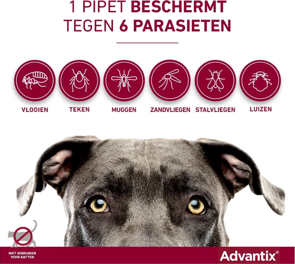 Bayer Advantix Spot On 40 Anti Vlooien En Teken Druppels Hond Tot 4 Kg 4 Pipetten 8 Bayer Advantix Spot On 40 Anti Vlooien En Teken Druppels Hond Tot 4 Kg 4 Pipetten - Afbeelding 6