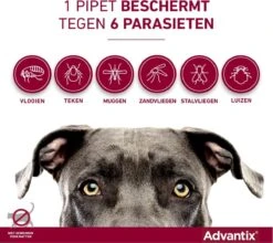 Bayer Advantix Vlooien & Teken Pipetten - Hond 10 Tot 25kg - 6 Stuks -Exporteren Alles Voor Honden Winkel 1200x1071 9