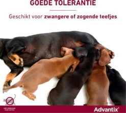 Bayer Advantix Vlooien & Teken Pipetten - Hond Tot 4Kg - 6 Stuks -Exporteren Alles Voor Honden Winkel 1200x1072 12