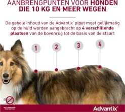Bayer Advantix Vlooien & Teken Pipetten - Hond Tot 4Kg - 6 Stuks -Exporteren Alles Voor Honden Winkel 1200x1073 12