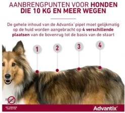 Bayer Advantix Vlooien & Teken Pipetten - Hond 4 Tot 10 Kg - 4 Stuks -Exporteren Alles Voor Honden Winkel 1200x1083 10