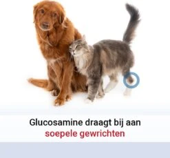 Pharmox Hond & Kat Glucosamine 1000 Ml - Belangrijke Bouwsteen Voor Honden En Katten - Geschikt Voor Ieder Type Hond Of Kat -Exporteren Alles Voor Honden Winkel 1200x1113 5