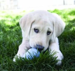 Kong Stuff 'N Snacks Puppy Hondensnack - Kip&Rijst - L 17 Kong Stuff 'N Snacks Puppy Hondensnack - Kip&Rijst - L -Exporteren Alles Voor Honden Winkel 1200x1123 1