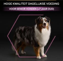 Pro Plan Medium & Large Adult 7+ (Senior) Age Defence - Honden Droogvoer- Kip - 14 Kg 26 Pro Plan Medium & Large Adult 7+ (Senior) Age Defence - Honden Droogvoer- Kip - 14 Kg -Exporteren Alles Voor Honden Winkel 1200x1146 20