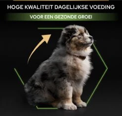 Pro Plan Healthy Start Puppy Medium - Honden Droogvoer - Kip - 12 Kg -Exporteren Alles Voor Honden Winkel 1200x1146 33