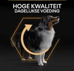 Pro Plan Medium Adult Everyay Nutrition - Honden Droogvoer - Kip - 14 Kg -Exporteren Alles Voor Honden Winkel 1200x1147 3