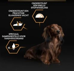 Pro Plan Everyday Nutrition Adult Small & Mini - Honden Droogvoer - Kip - 3 Kg -Exporteren Alles Voor Honden Winkel 1200x1155 3