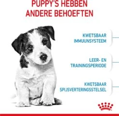 Royal Canin Mini Junior 8 KG -Exporteren Alles Voor Honden Winkel 1200x1159 1