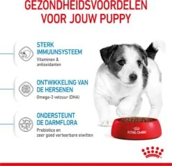 Royal Canin Mini Junior 8 KG -Exporteren Alles Voor Honden Winkel 1200x1159 2