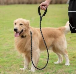 Comfortabele Hondenriem Met Gevoerd Handvat – Stevige Nylon Hondenlijn – Riem Voor Honden -Exporteren Alles Voor Honden Winkel 1200x1159 37
