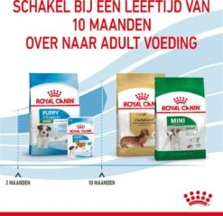 Royal Canin Mini Junior 8 KG -Exporteren Alles Voor Honden Winkel 1200x1159 4
