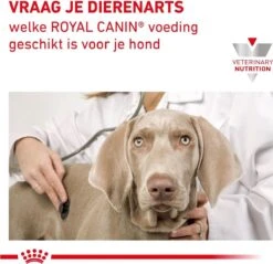 Royal Canin Renal - Dieetvoeding Voor Ondersteuning Van De Nierfunctie Van Volwassen Honden 14 Kg -Exporteren Alles Voor Honden Winkel 1200x1161 14