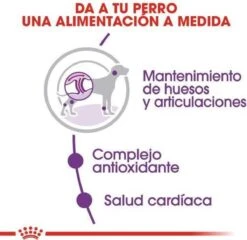 Royal Canin Giant Adult 15 KG -Exporteren Alles Voor Honden Winkel 1200x1168 2