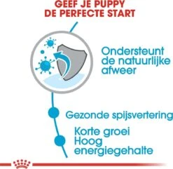 Royal Canin Medium Junior 15 KG -Exporteren Alles Voor Honden Winkel 1200x1169 1