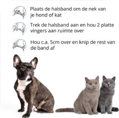 Merkloos Vlooienband Hond - 8 Maanden Bescherming - Vlooienband - Natuurlijk - Tekenband - Anti Vlooien - 63cm - Fit All Sizes - Vlooienbandjes Hond - Vlooien - Teken 13 Merkloos Vlooienband Hond - 8 Maanden Bescherming - Vlooienband - Natuurlijk - Tekenband - Anti Vlooien - 63cm - Fit All Sizes - Vlooienbandjes Hond - Vlooien - Teken -Exporteren Alles Voor Honden Winkel 1200x1188 15