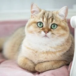 Lord Lou - George Roze Velvet S - Luxe Hondenmand - Luxe Kattenmand - 49x40x31 14 Lord Lou - George Roze Velvet S - Luxe Hondenmand - Luxe Kattenmand - 49x40x31 -Exporteren Alles Voor Honden Winkel 1200x1197 15