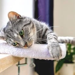 Pfotenolymp® Premium Window Baars/Krabmat Voor Katten Bij Het Raam - Vensterbank/Kattenbank Voor De Vensterbank - Zit/Ligstoel Voor Katten -Exporteren Alles Voor Honden Winkel 1200x1199 38