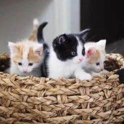 District 70 COCOON - Luxe Hondenmand Van Duurzaam Hoogwaardig Riet Met Zacht Kussen - Maten S/M/L - Large -Exporteren Alles Voor Honden Winkel 1200x1200 1156