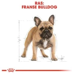 Royal Canin French Bulldog Adult 9 KG 22 Royal Canin French Bulldog Adult 9 KG -Exporteren Alles Voor Honden Winkel 1200x1200 117