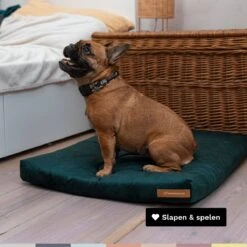 Rexproduct Hondenkussen - Hondenmand - Hondenbed Met Rits En Wasbaar - Manden & Kussens 90 X 110 CM - 0 Tot 80 Kg - SoftPet Groen -Exporteren Alles Voor Honden Winkel 1200x1200 1231