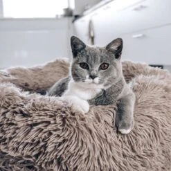 District 70 FUZZ - Hondenmand Comfortabel En Zacht Pluche - Zand, Oudroze, Donkergrijs En Lichtgrijs In S/M/L/XL - Maat: Large, Kleur: Zand -Exporteren Alles Voor Honden Winkel 1200x1200 1239