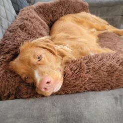 Origineel Hondendeken Voor Bank– Hondenkleed Fluffy – Pluche Hondenbed - Hondenmand Premium - Volledig Afritsbaar -Exporteren Alles Voor Honden Winkel 1200x1200 1324