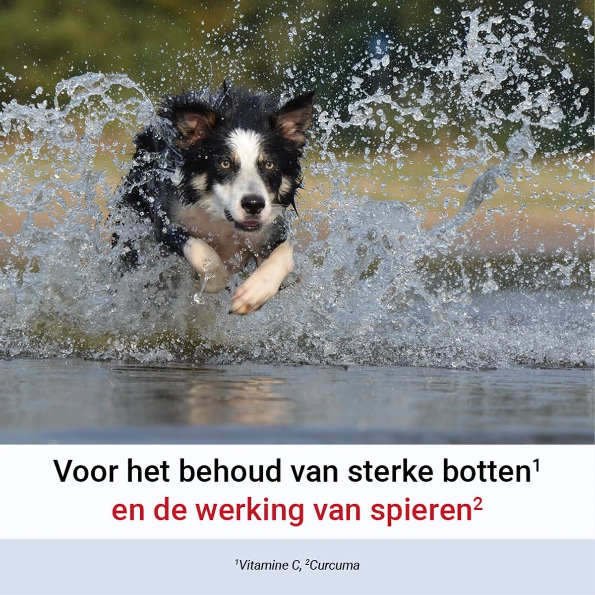 Pharmox Hond & Kat Groenlipmossel 60 Capsules 4 Pharmox Hond & Kat Groenlipmossel 60 Capsules - Afbeelding 2