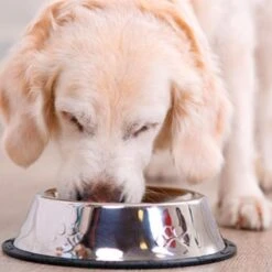 20KG Hayes Brothers Standaard Geperst Hondenvoer - Geperste Hondenbrokken Voor Volwassen & Senior Honden -Exporteren Alles Voor Honden Winkel 1200x1200 147