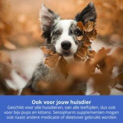 Sensipharm Echinacea Immunebooster Voor Hond, Kat, Cavia, Konijn, Vogel - Weerstand Verhogend - Voedingssupplement - Immuunsysteem - 100 Ml -Exporteren Alles Voor Honden Winkel 1200x1200 1478