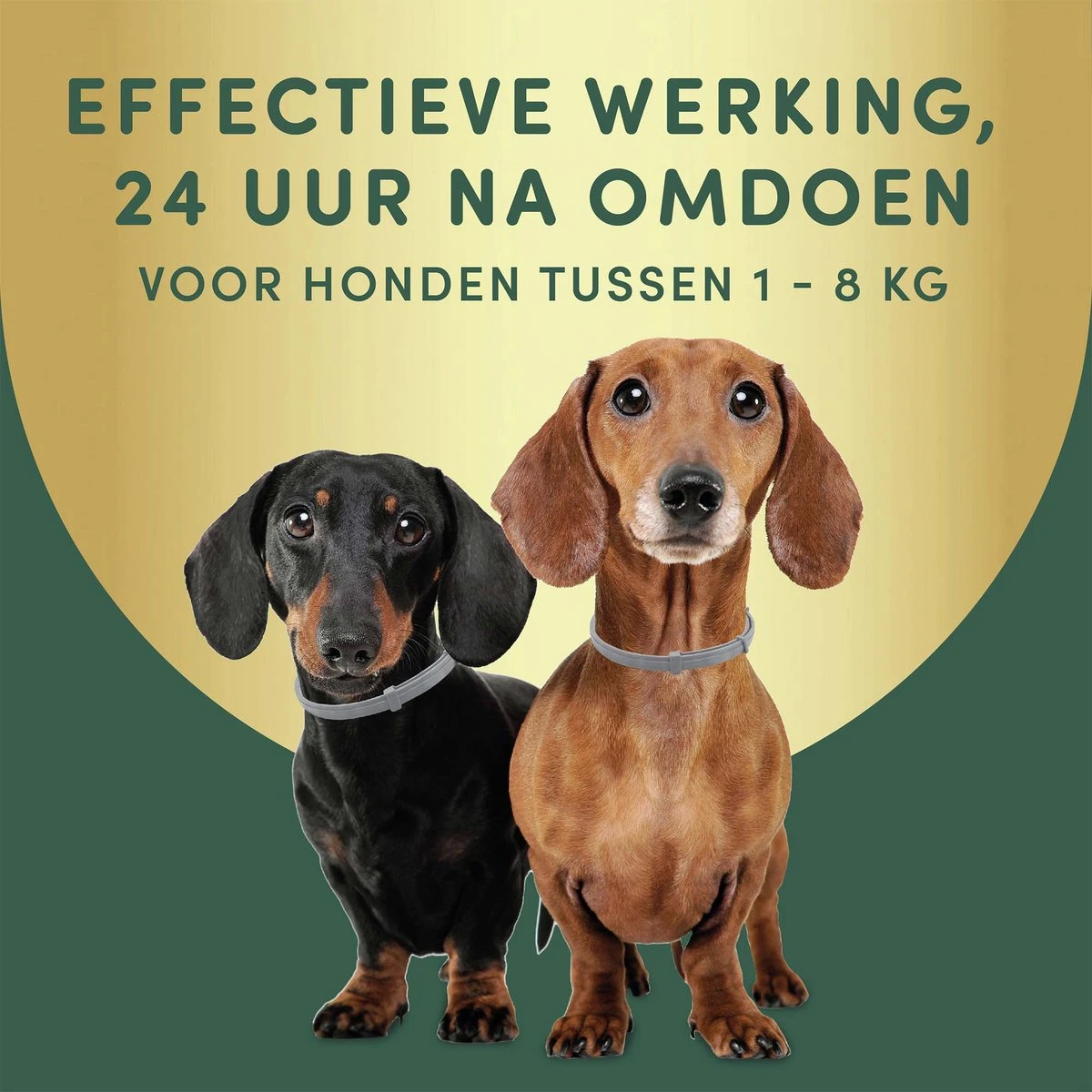 Vlooienband Kleine Hond Tekenband - 100% Natuurlijk Veilig En Waterbestendig 5 Vlooienband Kleine Hond Tekenband - 100% Natuurlijk Veilig En Waterbestendig - Afbeelding 3