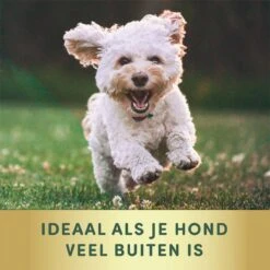 Vlooienband Kleine Hond Tekenband - 100% Natuurlijk Veilig En Waterbestendig 17 Vlooienband Kleine Hond Tekenband - 100% Natuurlijk Veilig En Waterbestendig -Exporteren Alles Voor Honden Winkel 1200x1200 1499