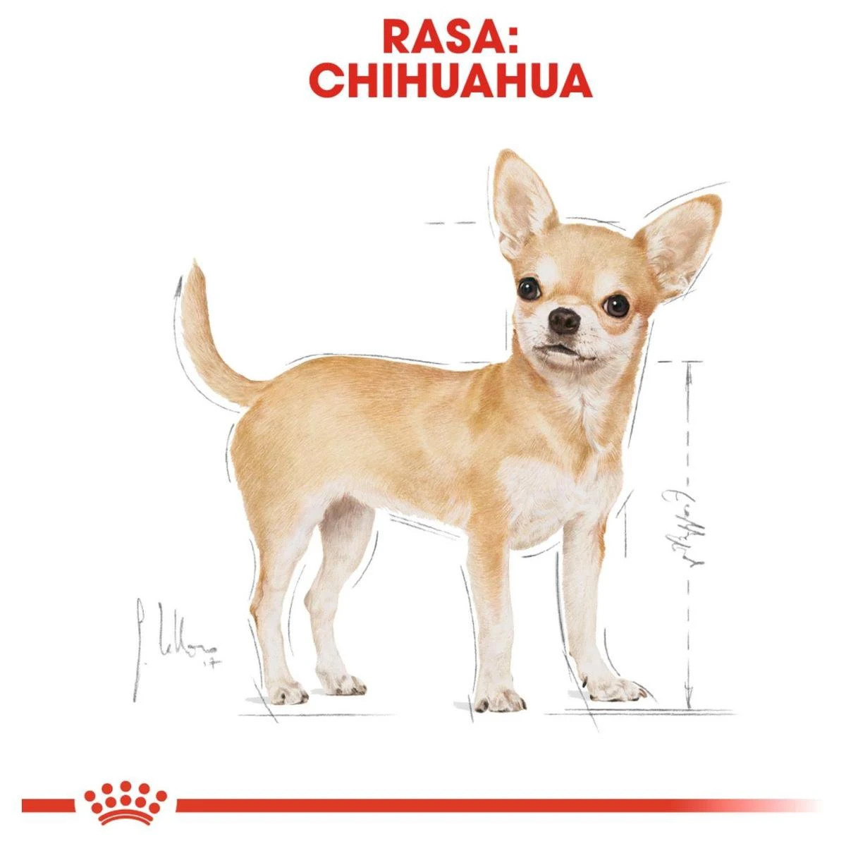 Royal Canin Chihuahua 3 KG 12 Royal Canin Chihuahua 3 KG - Afbeelding 10
