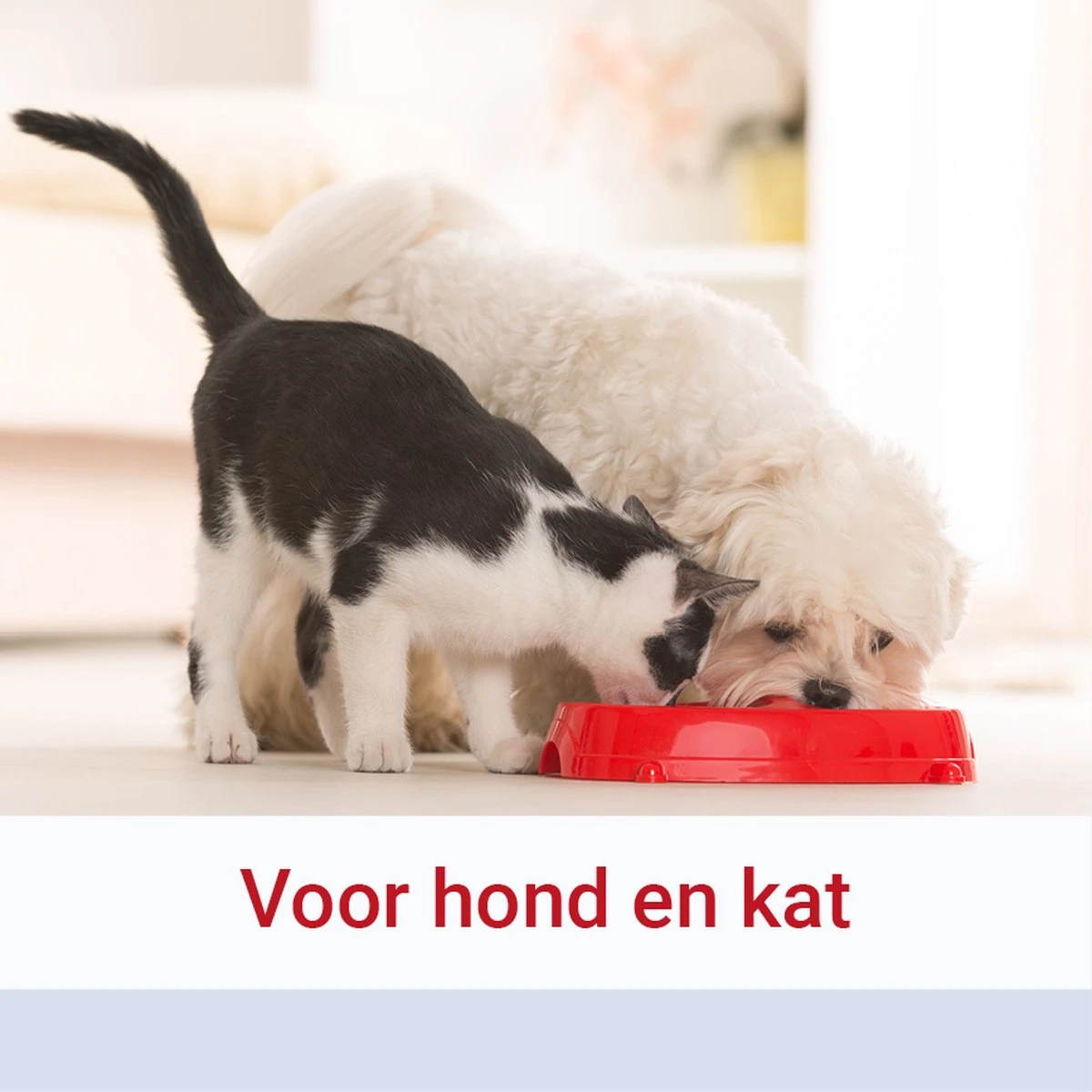 Pharmox Hond & Kat Magnesiumcitraat 250 Gram 6 Pharmox Hond & Kat Magnesiumcitraat 250 Gram - Afbeelding 4