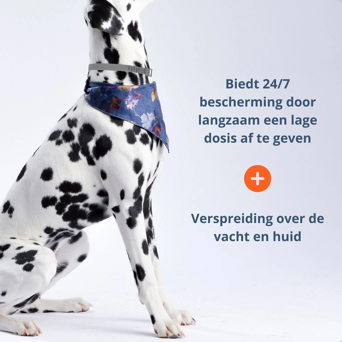 Merkloos Vlooienband Hond - 8 Maanden Bescherming - Vlooienband - Natuurlijk - Tekenband - Anti Vlooien - 63cm - Fit All Sizes - Vlooienbandjes Hond - Vlooien - Teken 6 Merkloos Vlooienband Hond - 8 Maanden Bescherming - Vlooienband - Natuurlijk - Tekenband - Anti Vlooien - 63cm - Fit All Sizes - Vlooienbandjes Hond - Vlooien - Teken - Afbeelding 4