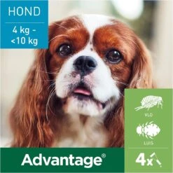 Bayer Advantage 100 Hond 4-10 Kg - 4 Pipetten à 1,0 Ml 28 Bayer Advantage 100 Hond 4-10 Kg - 4 Pipetten à 1,0 Ml -Exporteren Alles Voor Honden Winkel 1200x1200 1554
